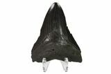 Fossil Megalodon Tooth - Georgia #144360-2